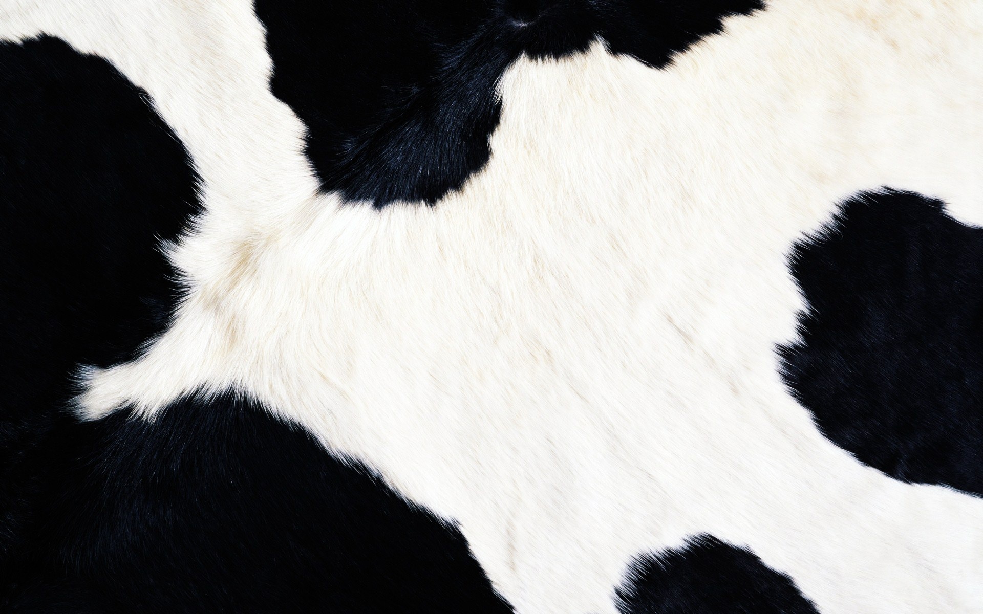 Black and white cow skin with pattern